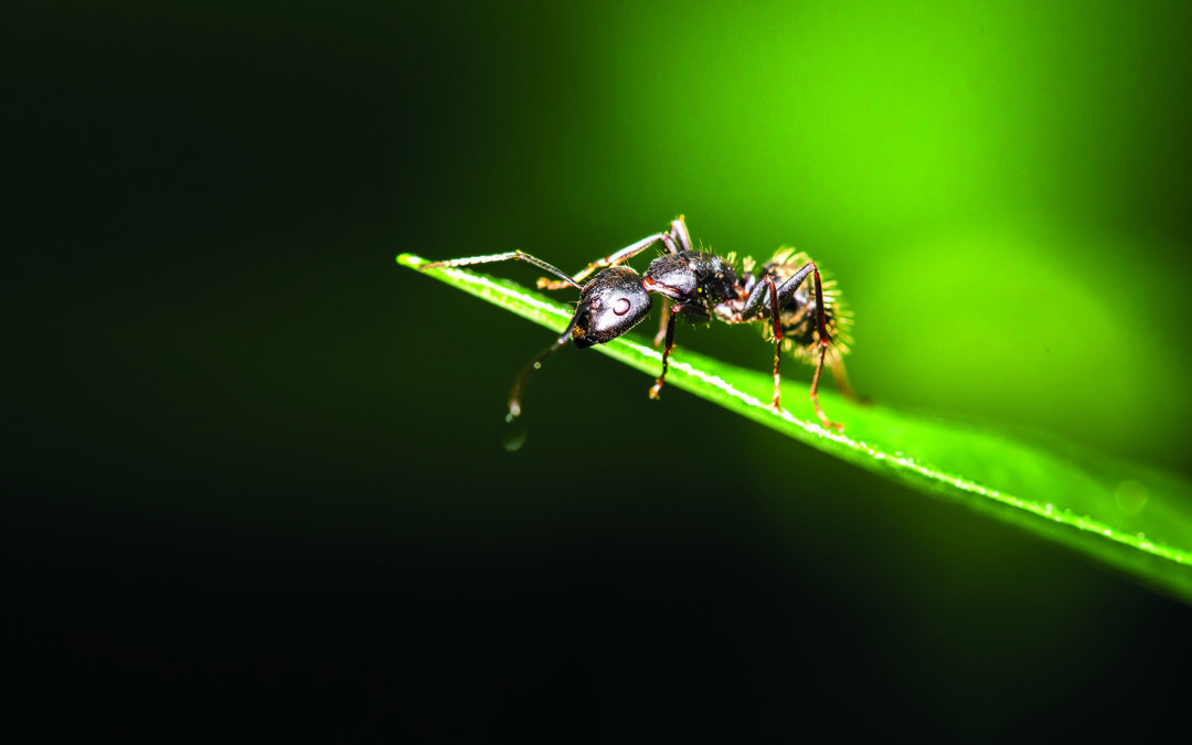 FaWo®Eco – Desinfektionsmittel auf Basis von Ameisensäure