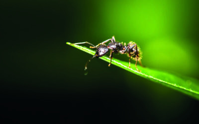 FaWo Eco - Auf Basis von Ameisensäure