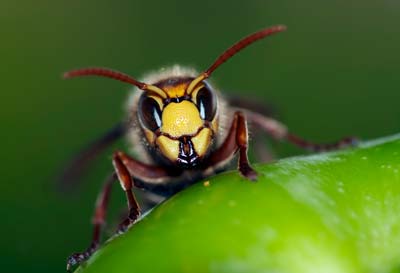 Wespen – in Haus, in Wohnung oder im Garten